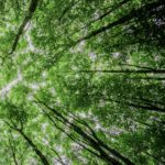 Trees - Sustainability