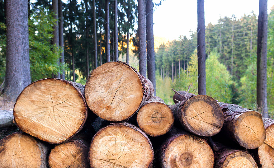 Wood Fiber Reinforced RheTech Polypropylenes and Resins